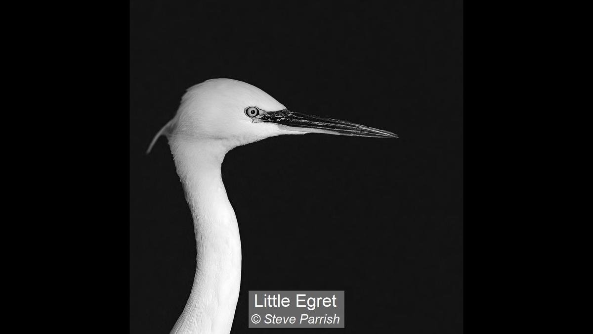 20_Little Egret_Steve Parrish